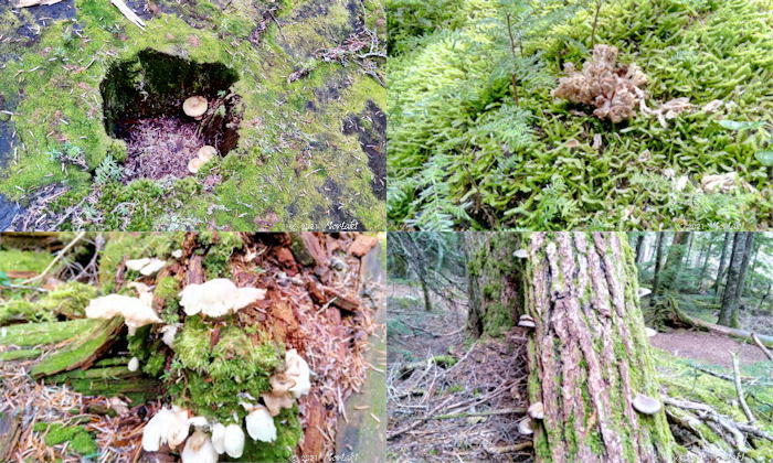 秋　数えきれない種類のキノコ　写真４枚