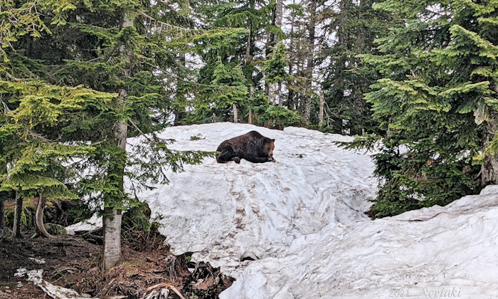クマがフェンスのない状態で見えた画像