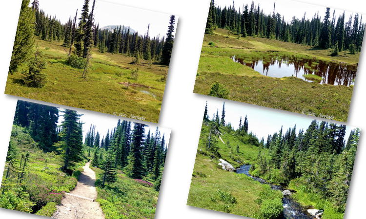 Black Tusk Meadow と呼ばれている Outhouse分岐点から Panoramaridge分岐点過ぎたところの4つ画像です。