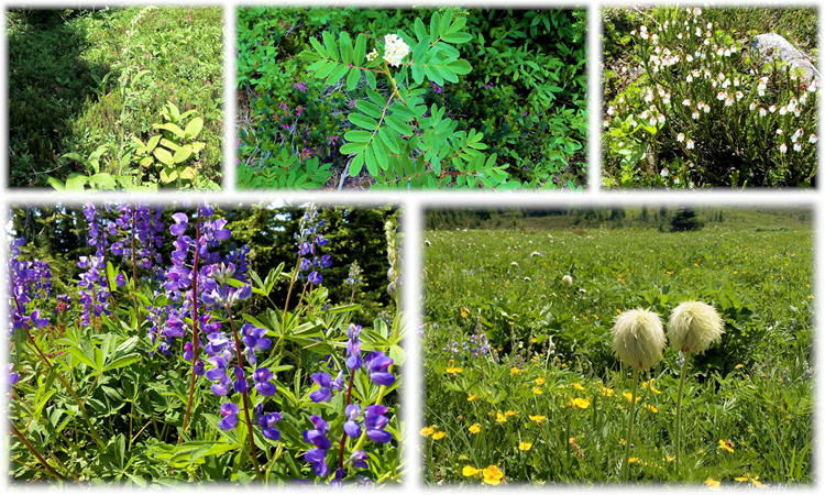 左上からSitka Mountain Ashバイケイソウ、Sitka Valerianカノコソウ、White Mountain Heatherイワヒゲ、Lupinusルピナス、Anemone/pasque flowerアネモネ