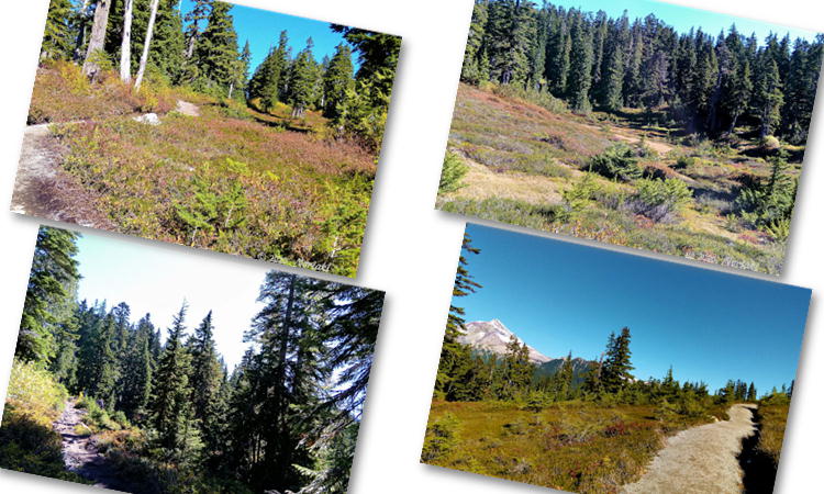 Meadow 的トレイル画像