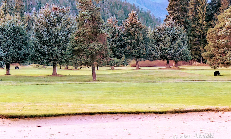 熊が2頭いる画像