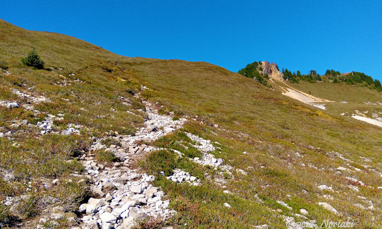地盤が固めの場所も水の流れた後が狭いトレイルになっている画像