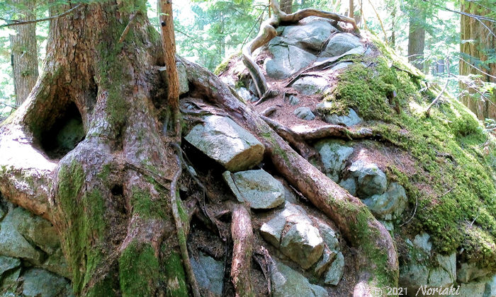 岩とコケと木の景色 2