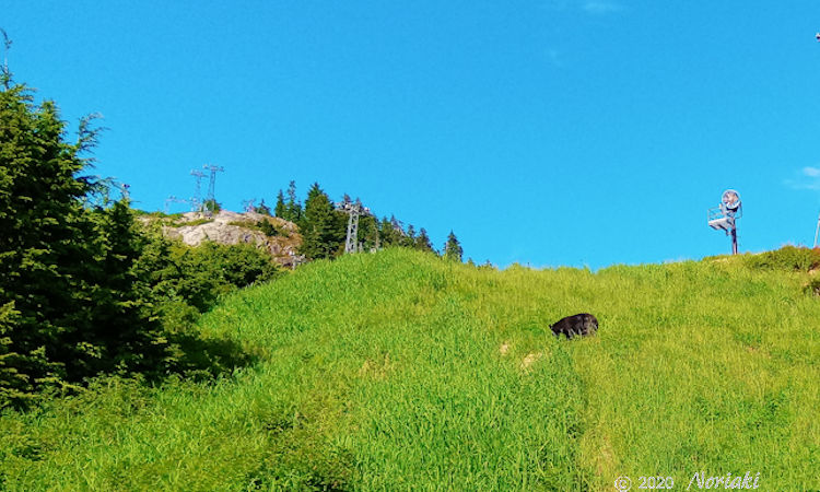 グラウス山スキー地域に戻ったところで黒クマさん登場