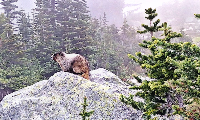 朝一で曇りの日のマーモット