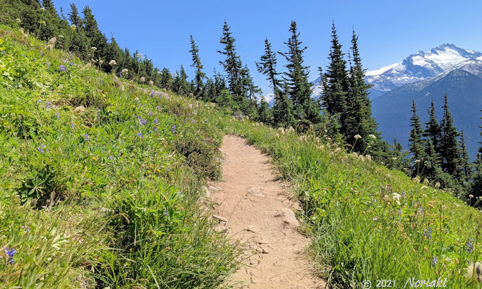 斜めに傾いたトレイルと高山植物