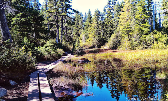 ボードウォークのあるトレイルの景色