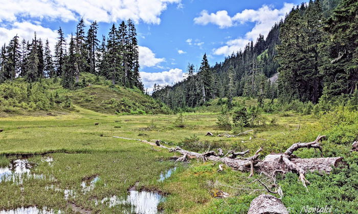 マムクアムレイクに近い所にある湿地帯