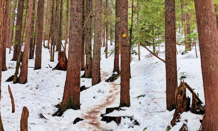 雪で覆われた BCMC ハイキングトレイル