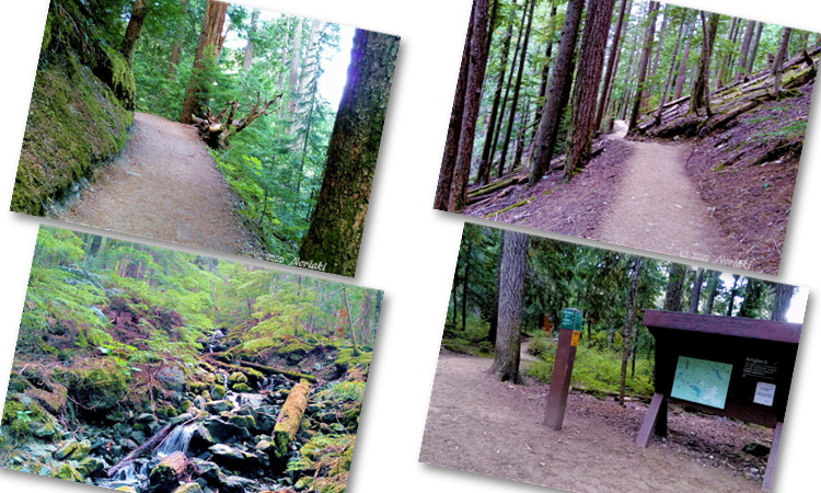 出発してからトレイルの様子とTaylor Meadow Junction の景色